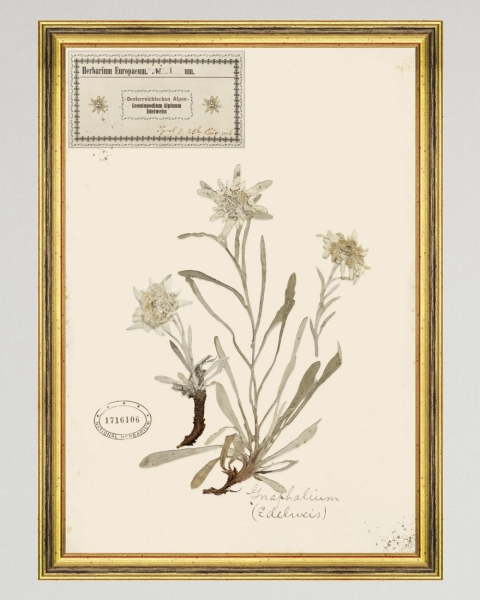MINDTHEGAP | TYROL APRES-SKI HOME COLLECTION | Framed Art | HERBARIUM ALPINIUM I