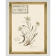MINDTHEGAP | TYROL APRES-SKI HOME COLLECTION | Framed Art | HERBARIUM ALPINIUM I