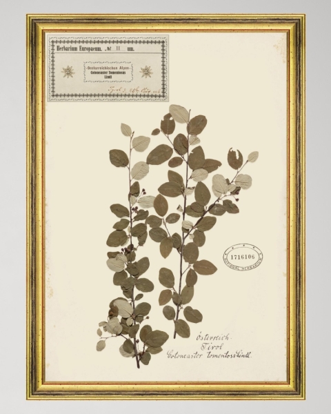 MINDTHEGAP | TYROL APRES-SKI HOME COLLECTION | Framed Art | HERBARIUM ALPINIUM II