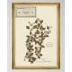 MINDTHEGAP | TYROL APRES-SKI HOME COLLECTION | Framed Art | HERBARIUM ALPINIUM II