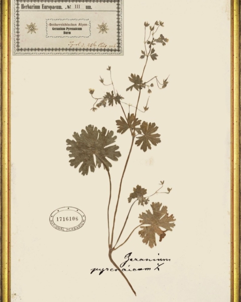 MINDTHEGAP | TYROL APRES-SKI HOME COLLECTION | Framed Art | HERBARIUM ALPINIUM III
