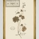 MINDTHEGAP | TYROL APRES-SKI HOME COLLECTION | Framed Art | HERBARIUM ALPINIUM III
