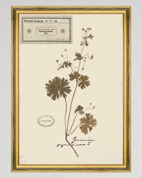 MINDTHEGAP | TYROL APRES-SKI HOME COLLECTION | Framed Art | HERBARIUM ALPINIUM III