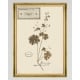 MINDTHEGAP | TYROL APRES-SKI HOME COLLECTION | Framed Art | HERBARIUM ALPINIUM III