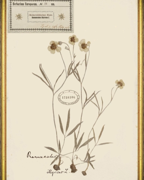 MINDTHEGAP | TYROL APRES-SKI HOME COLLECTION | Framed Art | HERBARIUM ALPINIUM IV