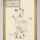 MINDTHEGAP | TYROL APRES-SKI HOME COLLECTION | Framed Art | HERBARIUM ALPINIUM IV