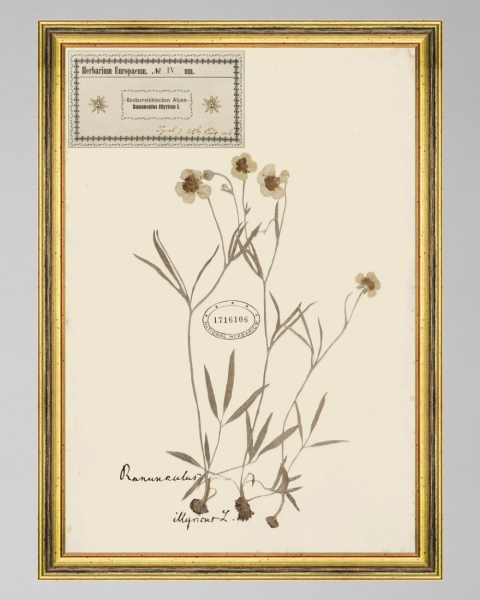 MINDTHEGAP | TYROL APRES-SKI HOME COLLECTION | Framed Art | HERBARIUM ALPINIUM IV