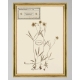 MINDTHEGAP | TYROL APRES-SKI HOME COLLECTION | Framed Art | HERBARIUM ALPINIUM IV