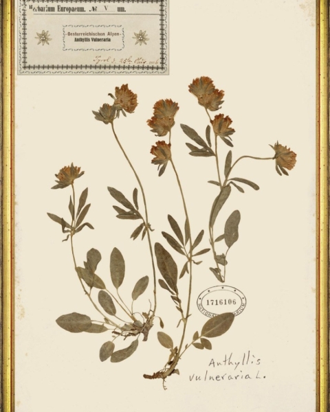 MINDTHEGAP | TYROL APRES-SKI HOME COLLECTION | Framed Art | HERBARIUM ALPINIUM V