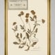MINDTHEGAP | TYROL APRES-SKI HOME COLLECTION | Framed Art | HERBARIUM ALPINIUM V