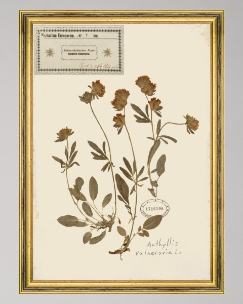 MINDTHEGAP | TYROL APRES-SKI HOME COLLECTION | Framed Art | HERBARIUM ALPINIUM V