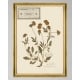 MINDTHEGAP | TYROL APRES-SKI HOME COLLECTION | Framed Art | HERBARIUM ALPINIUM V