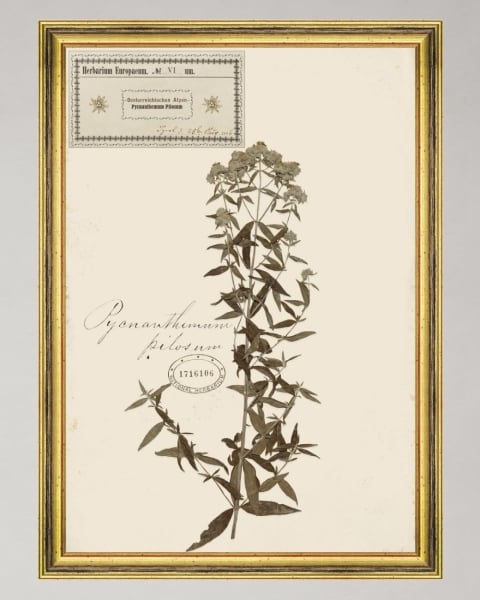 MINDTHEGAP | TYROL APRES-SKI HOME COLLECTION | Framed Art | HERBARIUM ALPINIUM VI