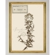 MINDTHEGAP | TYROL APRES-SKI HOME COLLECTION | Framed Art | HERBARIUM ALPINIUM VI