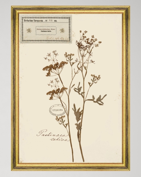 MINDTHEGAP | TYROL APRES-SKI HOME COLLECTION | Framed Art | HERBARIUM ALPINIUM VII