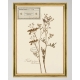 MINDTHEGAP | TYROL APRES-SKI HOME COLLECTION | Framed Art | HERBARIUM ALPINIUM VII