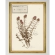 MINDTHEGAP | TYROL APRES-SKI HOME COLLECTION | Framed Art | HERBARIUM ALPINIUM IX