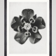 MINDTHEGAP | WOODSTOCK '69 | Framed Art | Common Milkweed by Karl Blossfeldt