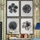 MINDTHEGAP | WOODSTOCK '69 | Framed Art | Saxifraga Aizoon by Karl Blossfeldt