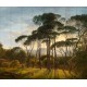 NLXL | European Wallpaper | RKS-01 Umbrella Pines