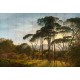 NLXL | European Wallpaper | RKS-01 Umbrella Pines