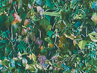 foliage wallpaper