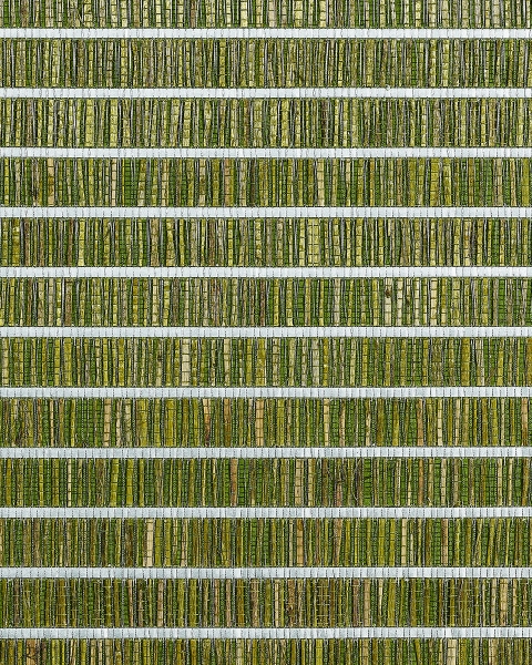 Phillip Jeffries | Totally Tatami III