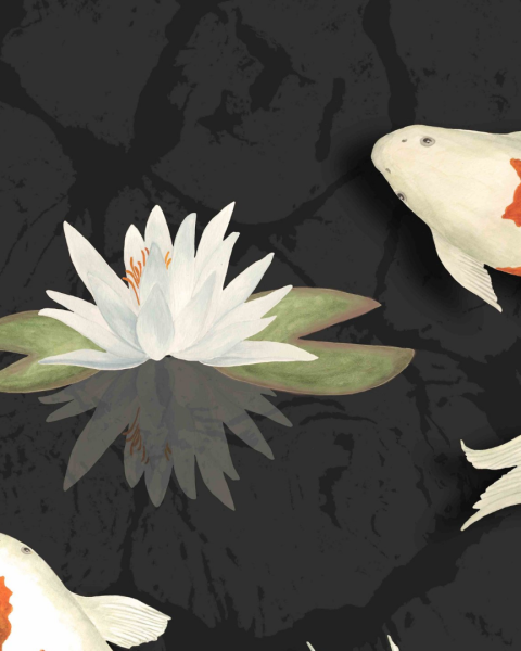 Shizukana, Japanese Koi Fish