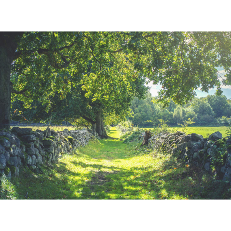 Early Summer