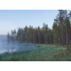 Forest Lake