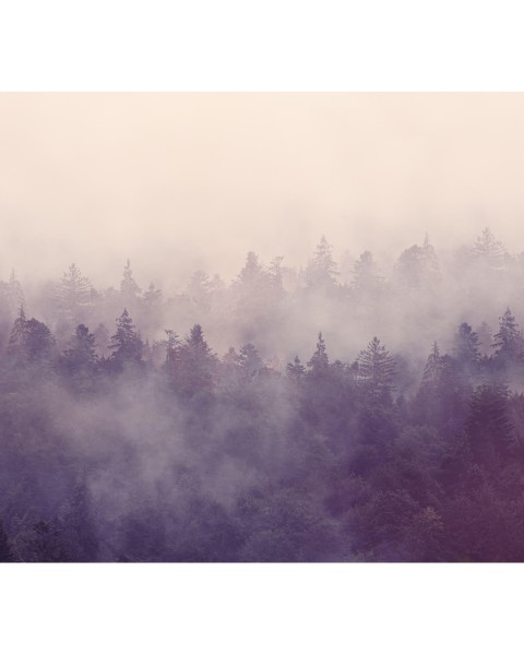 Fir Forest