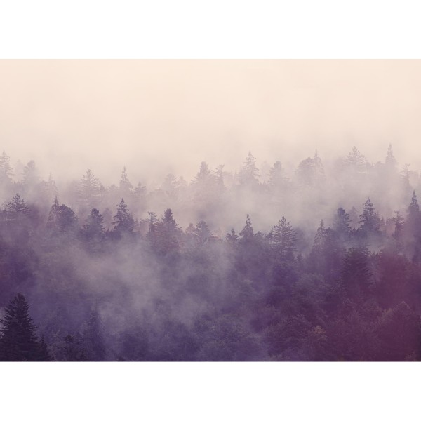 Fir Forest