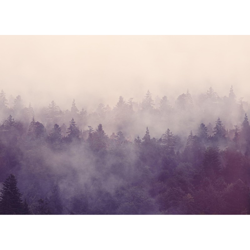 Fir Forest