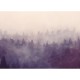 Fir Forest