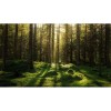 Forest Bath
