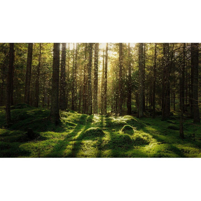 Forest Bath