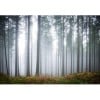 Forest Glade