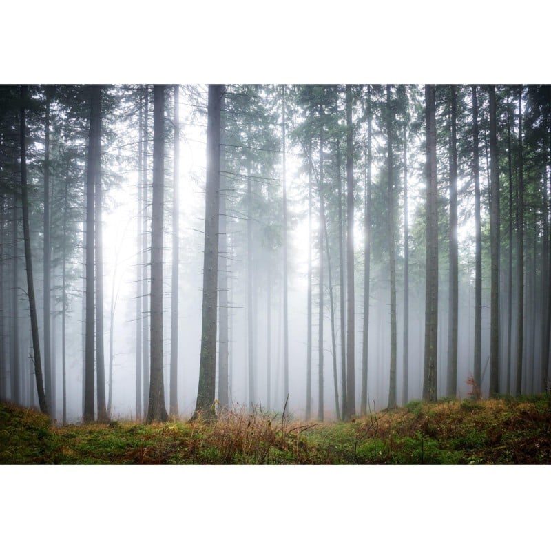 Forest Glade
