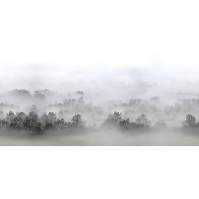 Morning Fog