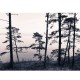 Old Pine Trees