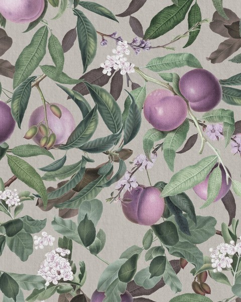 Peach Valley, Lilac