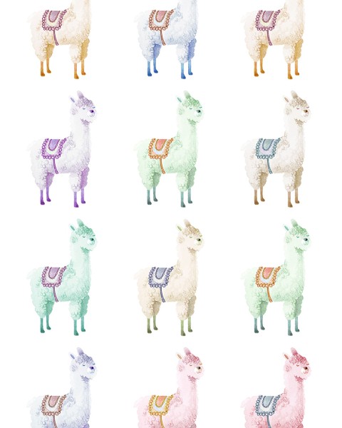 Alpaca Rebel, Rainbow