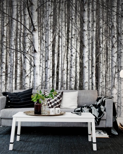 Birch Trunks