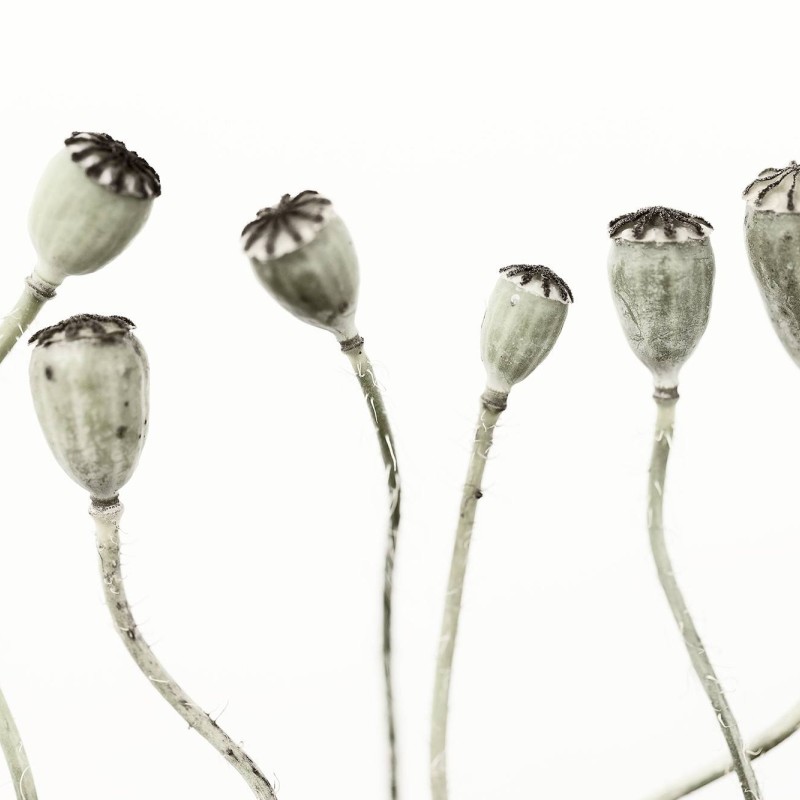 Simple Seedpod