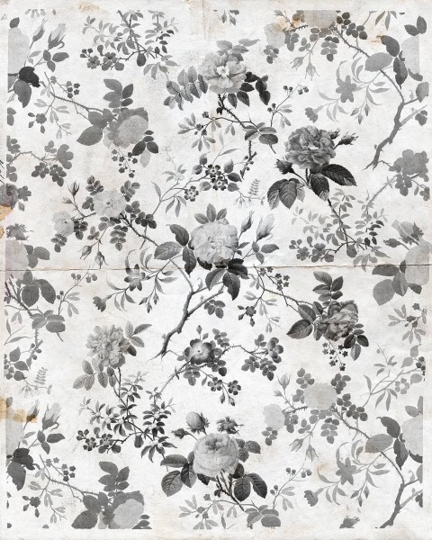Rosegarden, Black