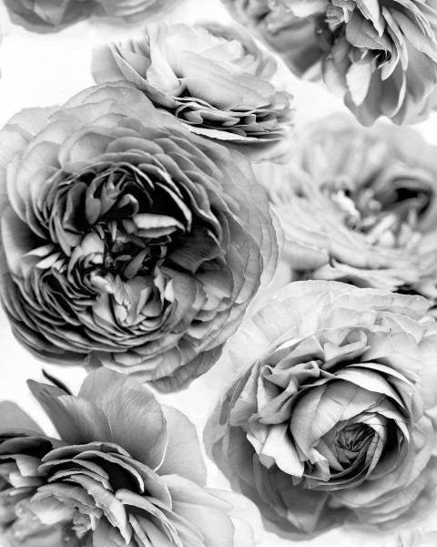 Summer wind, Black and White