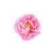 Poppy Art