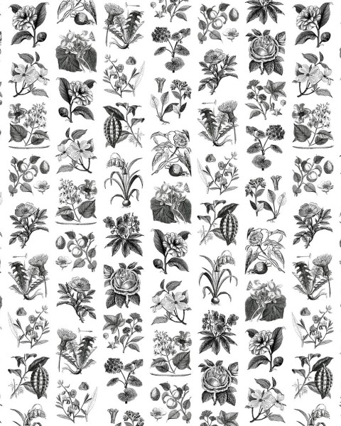 Fruit & Flora