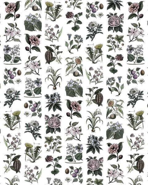 Fruit & Flora, Color