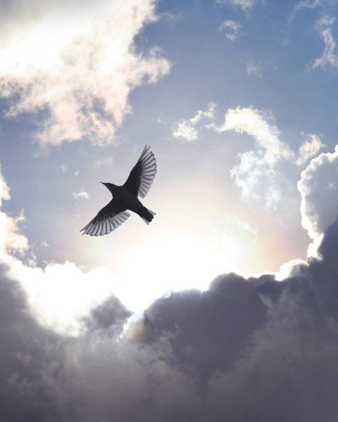 Free as a Bird